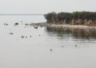 VWG vogelreis Oost Duitsland mei 2010 225